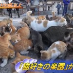 【動物事件工作員さんへ】　次は愛媛県「ネコの楽園」で事件でっち上げないでね