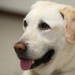 盲導犬オスカー刺傷事件　傷跡は腫瘍だった？