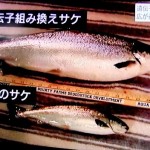 日本での遺伝子組み換え作物の栽培は禁止されていません。ＴＰＰ合意によって農家は遺伝子組み換え作物の栽培をしないと生き残れなくさせられてしまいます。