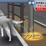 照明柱倒れ小４女児指切断。犬のおしっこで街灯倒壊と報道　～市の点検ミスで起こった事故を犬の尿が原因であるとすり替え